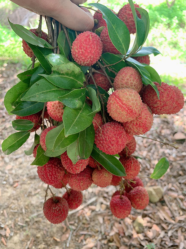 荔行朗洲，相聚東科