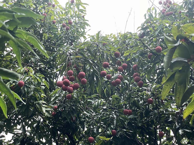 集團活動：朗洲行 · 摘荔枝