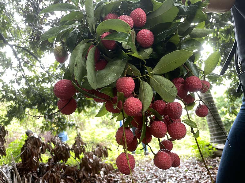 集團活動：朗洲行 · 摘荔枝