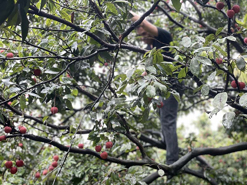 集團活動：朗洲行 · 摘荔枝